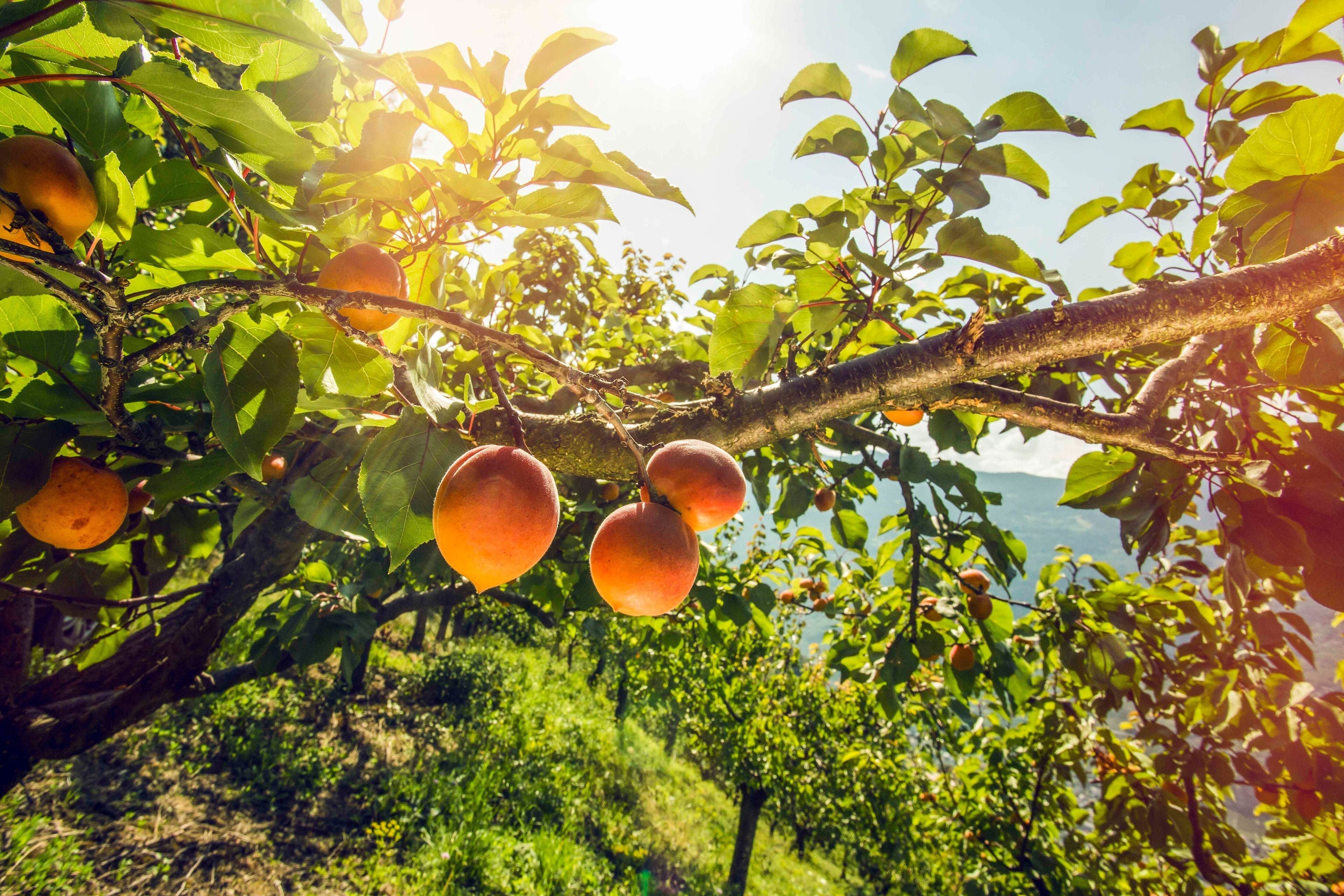 Huile d’abricot bio – le secret éclat de ta peau