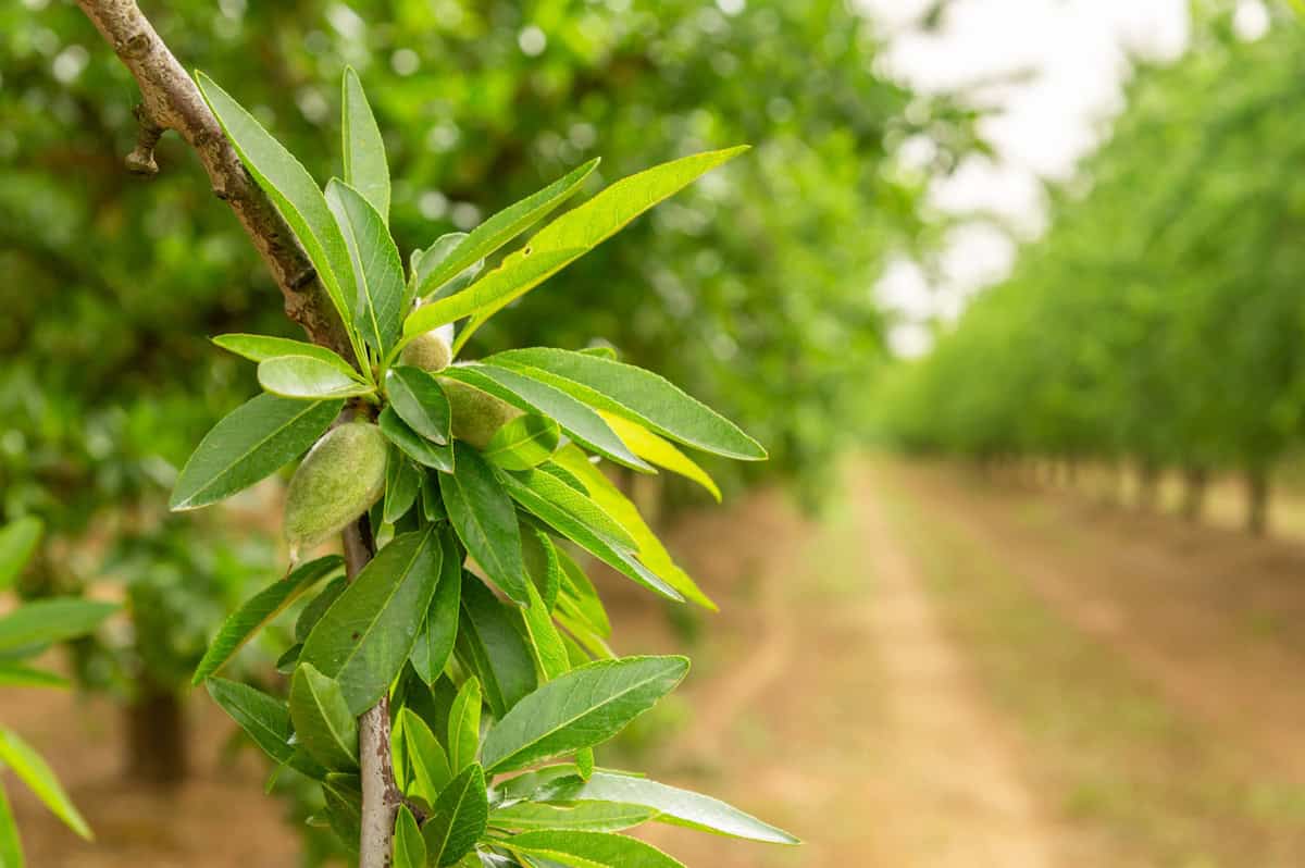 Huile d’amande douce bio – la caresse douceur pour ta peau & tes cheveux