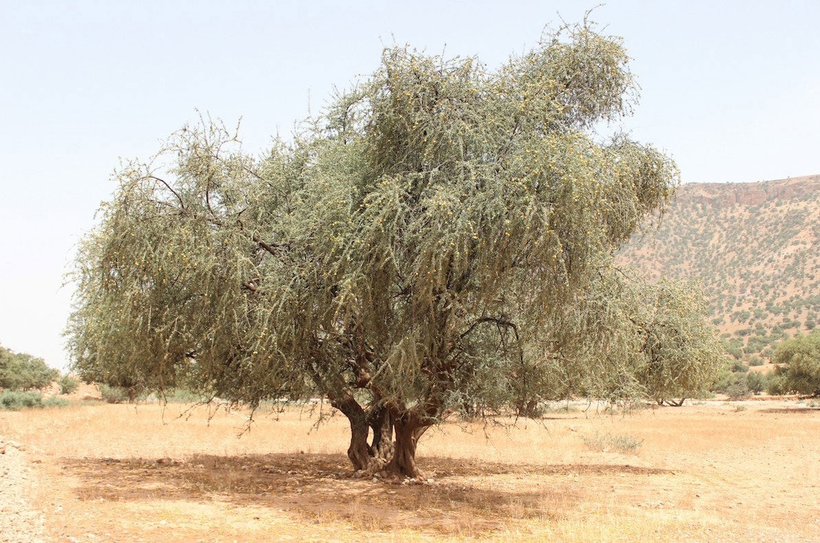 Huile d’argan bio – l’or liquide pour ta peau & tes cheveux