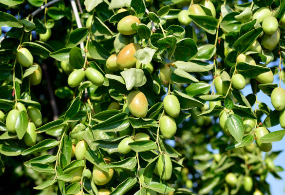 Huile de jojoba bio – l’équilibre parfait pour ta peau et tes cheveux