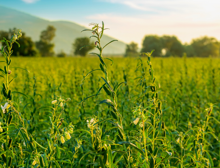 Huile de sésame bio – le soin détox qui assouplit ta peau