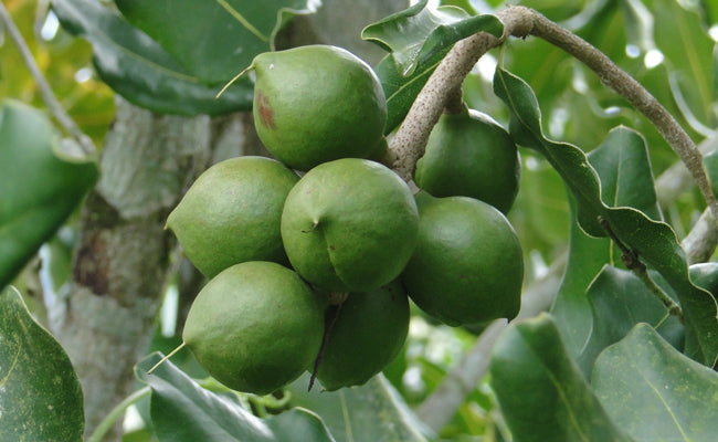 Huile de macadamia bio – la caresse nourrissante de ta peau