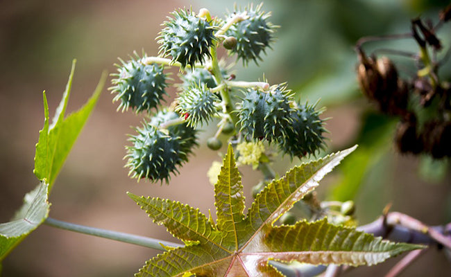 Huile de ricin bio – le boost naturel pour cheveux, cils & ongles