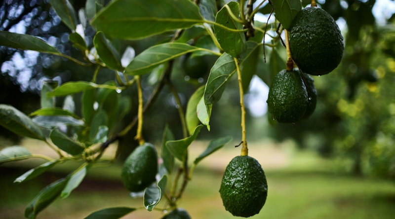 Huile d’avocat bio – la dose de confort qu’attendait ta peau