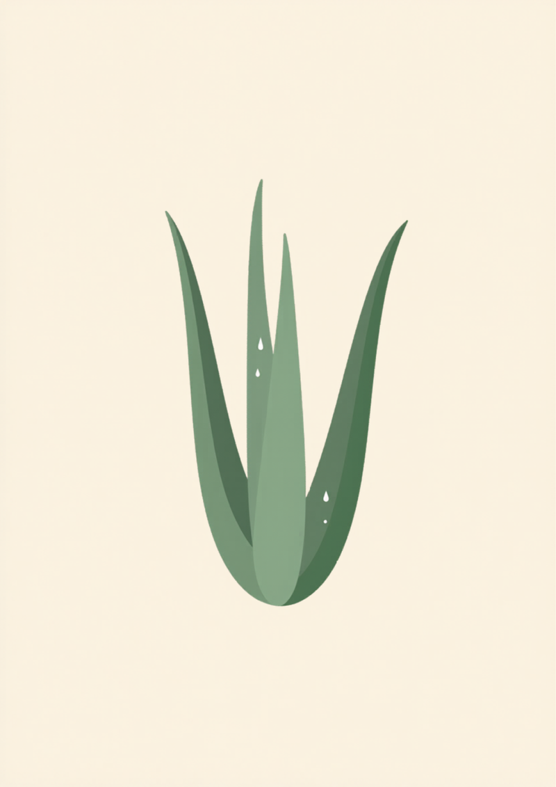 Gel aloe vera : bienfaits, utilisations et guide complet pour la peau