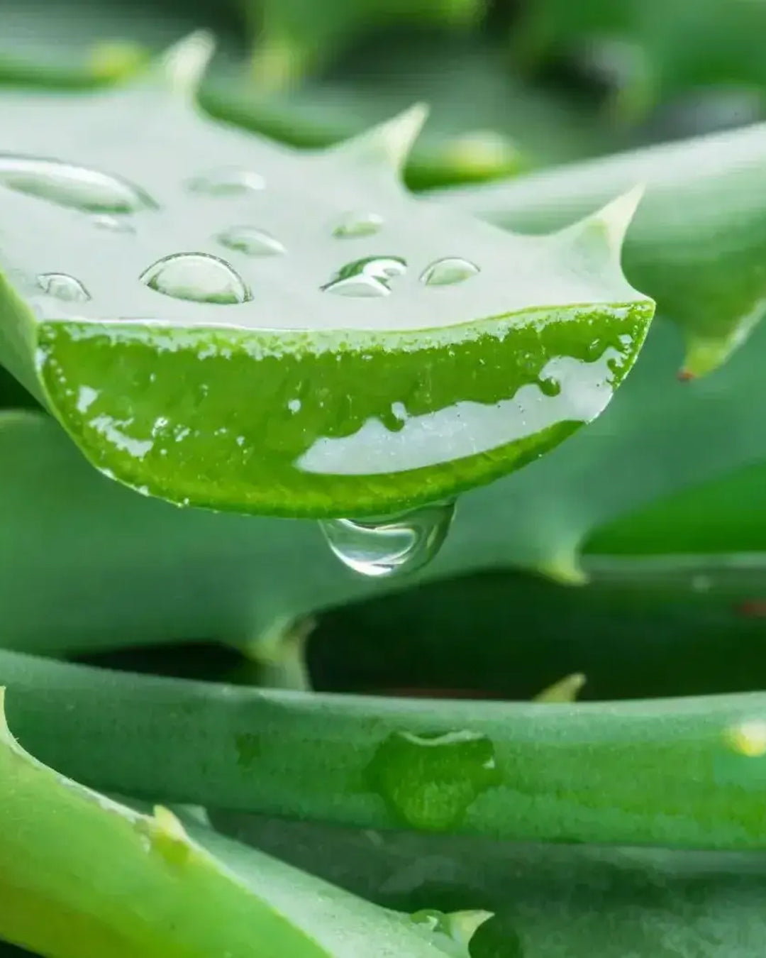 Le gel d’aloe vera : Le soin naturel ultime pour votre peau